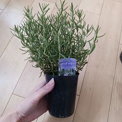 再入荷★ローズマリー　３号　ロングポット苗　観葉植物　ハーブの画像