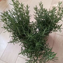 再入荷★ローズマリー　３号　ロングポット苗　観葉植物　ハーブの画像