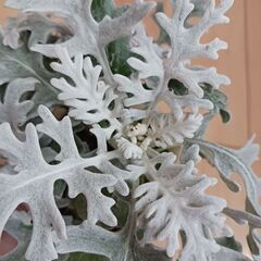 ダスティーミラー　３号　ポット苗　シロタエギク　観葉植物　寄せ植えの画像