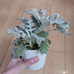 ダスティーミラー　３号　ポット苗　シロタエギク　観葉植物　寄せ植えの画像