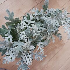 ダスティーミラー　３号　ポット苗　シロタエギク　観葉植物　寄せ植えの画像