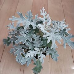 ダスティーミラー　３号　ポット苗　シロタエギク　観葉植物　寄せ植えの画像
