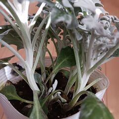 ダスティーミラー　３号　ポット苗　シロタエギク　観葉植物　寄せ植えの画像