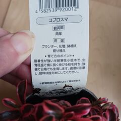 コプロスマ　2.5号 2色セット　ポット苗　カラーリーフ　寄せ植えの画像