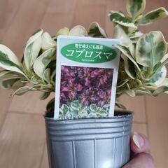 コプロスマ　2.5号 2色セット　ポット苗　カラーリーフ　寄せ植えの画像