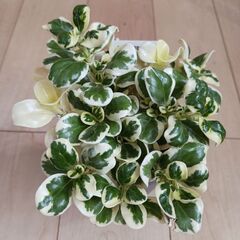 コプロスマ　2.5号 2色セット　ポット苗　カラーリーフ　寄せ植えの画像