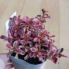 コプロスマ　2.5号 2色セット　ポット苗　カラーリーフ　寄せ植えの画像