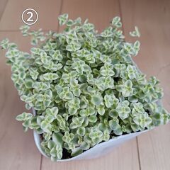 セダム　2つ選んで1,000円　多肉植物　3号ポット苗の画像