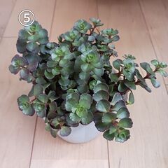 セダム　2つ選んで1,000円　多肉植物　3号ポット苗の画像