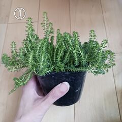 セダム　2つ選んで1,000円　多肉植物　3号ポット苗の画像