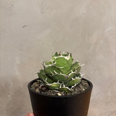 アガベ チタノタ ジャガーノート×FO076ハイブリッドの画像