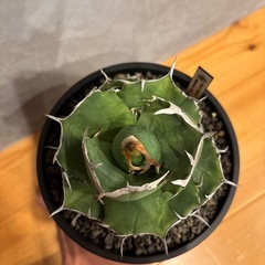 アガベ チタノタ ジャガーノート×FO076ハイブリッドの画像