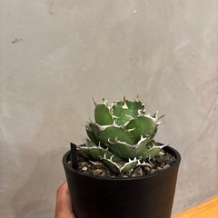 アガベ チタノタ ジャガーノート×FO076ハイブリッドの画像