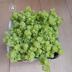 セダム　2つ選んで1,000円　多肉植物　3号ポット苗の画像