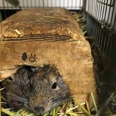 デグー男の子1匹女の子2匹