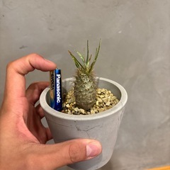 パキポディウムグラキリス　実生の画像