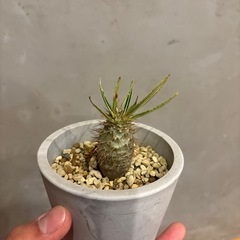 パキポディウムグラキリス　実生の画像