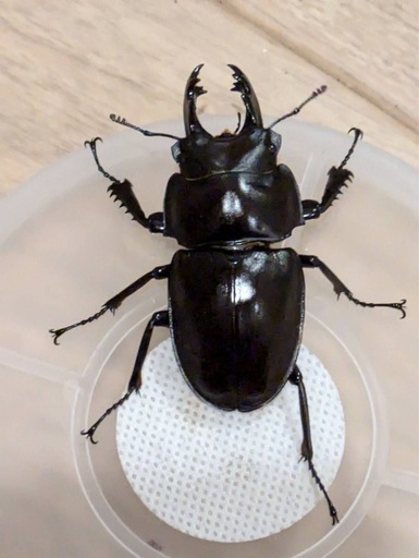 西表島東部　後良川産　ヤエヤママルバネクワガタ　トリオ　♂♂♀