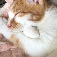 元気な男の子🐈