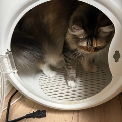 ペットドライヤー　美品の画像