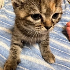 二ヶ月と三ヶ月の子猫