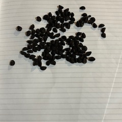 アサガオ(種)の画像