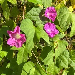 アサガオ(種)の画像