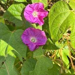 アサガオ(種)の画像