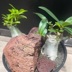 アデニウム　塊根植物　パキポディウムの画像