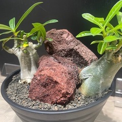 アデニウム　塊根植物　パキポディウムの画像