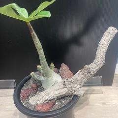 アデニウム　塊根植物　パキポディウムの画像