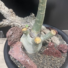 アデニウム　塊根植物　パキポディウムの画像