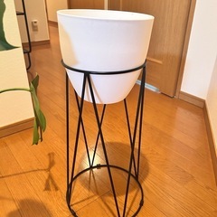 スタンド付き　　元気なモンステラの画像