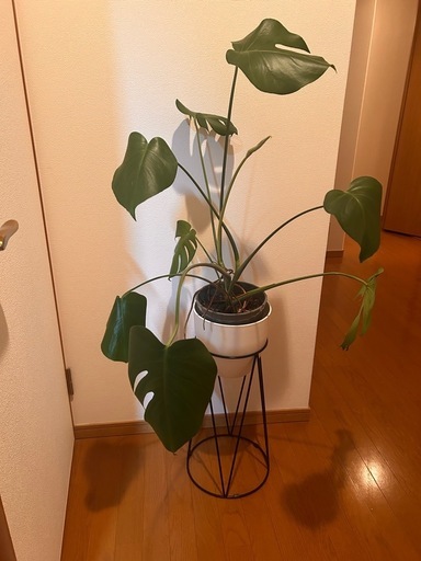 スタンド付き　　元気なモンステラ