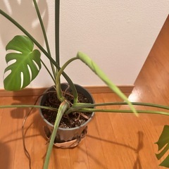 スタンド付き　　元気なモンステラの画像