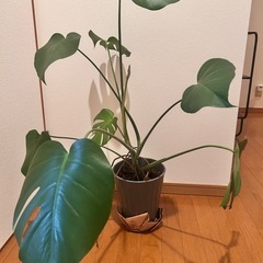 スタンド付き　　元気なモンステラの画像