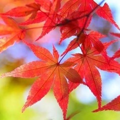 関東と関西とのLINE雑談グル!