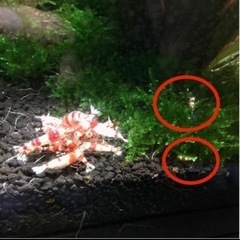 【11月5日まで限定】レッドビーシュリンプ の画像