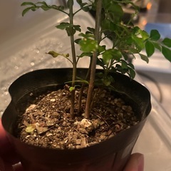 シマトリネコの苗　　の画像