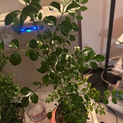 シマトリネコの苗　　の画像