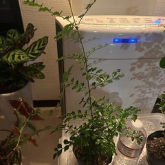 シマトリネコの苗　　の画像