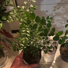 シマトリネコの苗　　の画像