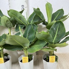 【植物】ミニバナナ苗 ムサ トロピカーナの画像