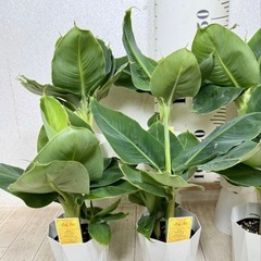 【植物】ミニバナナ苗 ムサ トロピカーナの画像