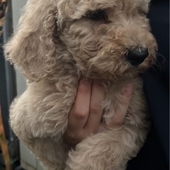 スタンダード・プードル🐩