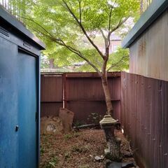 20年物のもみじの木 今回 大切に育ててくださる方に無料で差し上げますの画像