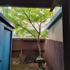 20年物のもみじの木 今回 大切に育ててくださる方に無料で差し上げますの画像