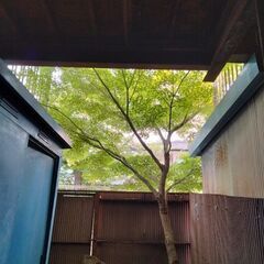 20年物のもみじの木 今回 大切に育ててくださる方に無料で差し上げますの画像