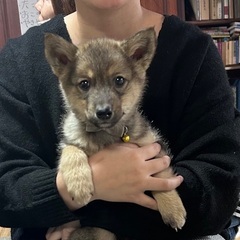 ❤️約2ヶ月の子犬里親緊急募集