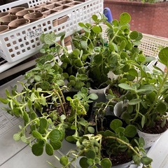 アロマティカス　鉢上げ苗の画像